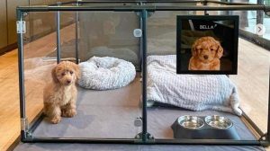 Clearly Loved Pet Play Pen