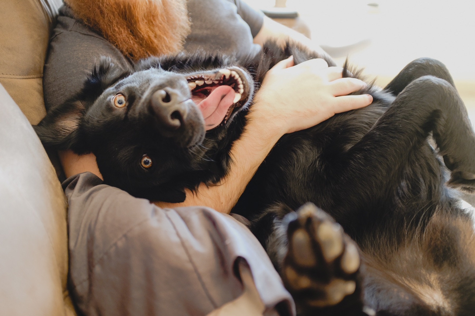 Unleashing Joy: The Vital Importance of Socializing Dogs