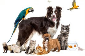 All pets need a professional pet sitter