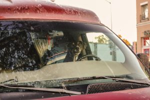 Safe driving with dogs