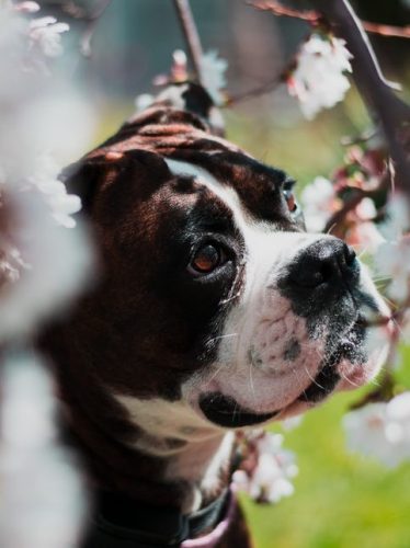 What’s that smell? To a dog – EVERYTHING!