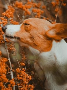 pet sitter care practices