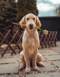 how to be a dog sitter