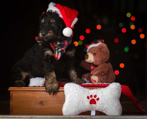 Holiday safety tips for professional Pet Care