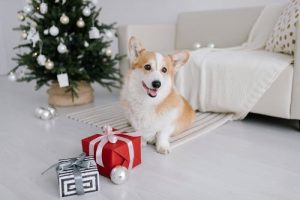 pet sitter safety tips at Christmas