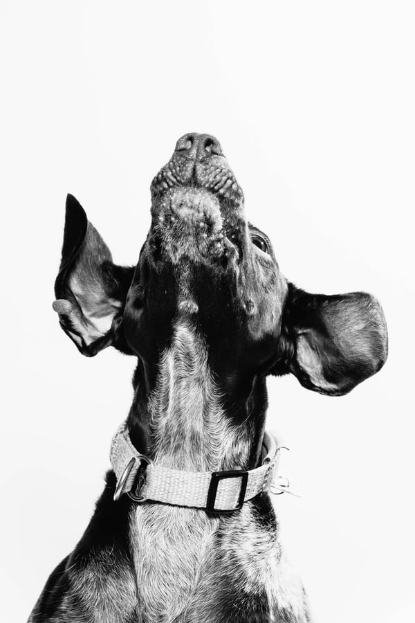 How Stress affects Dogs & Cats