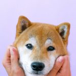 Treating Separation Anxiety in dogs and cats