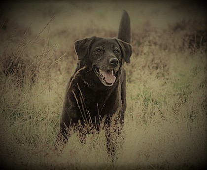 Pet Sitter Care Tips for Senior Dogs