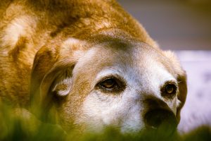 Caring for senior dogs