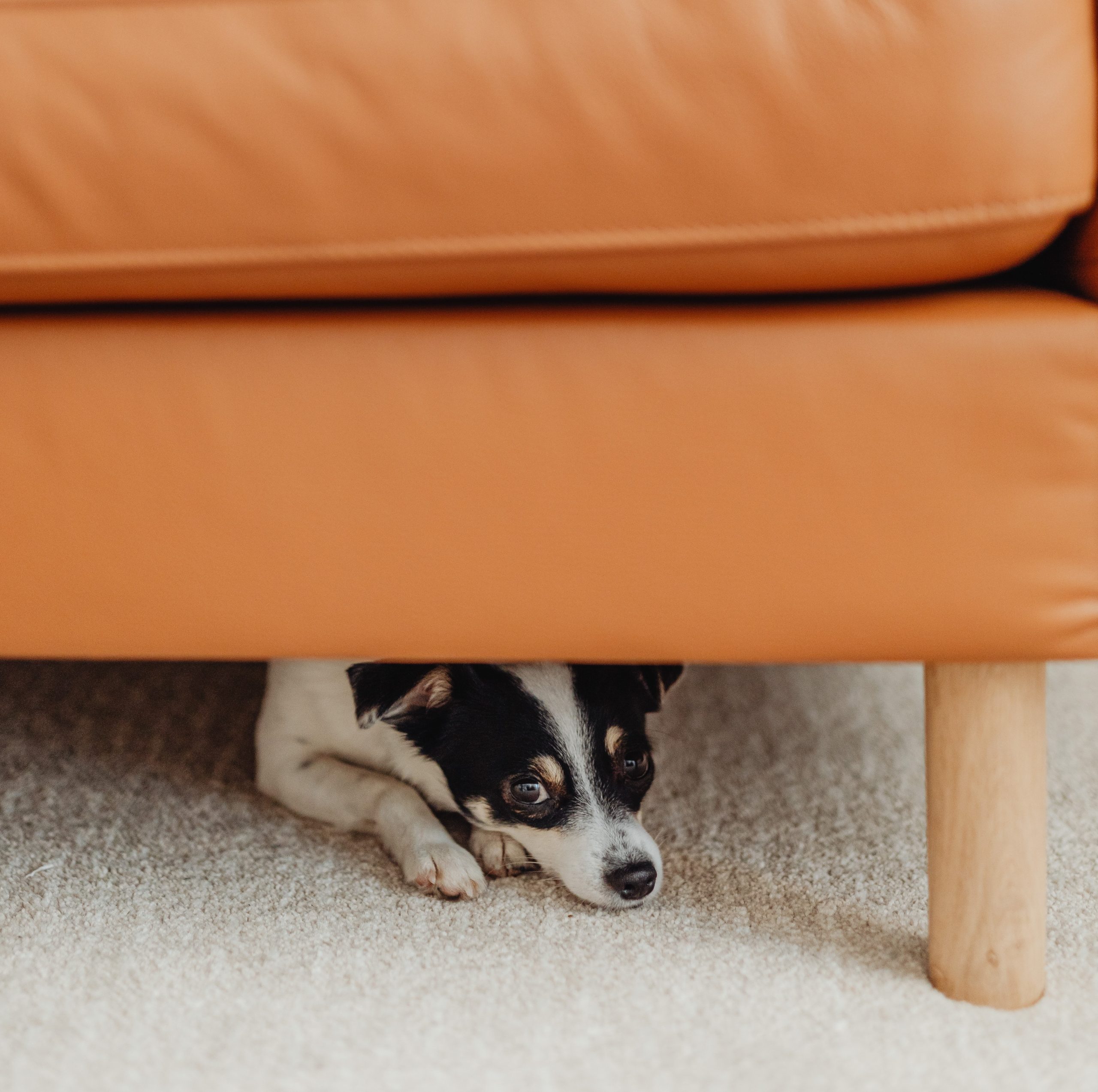 How to Greet a Fearful or Shy Dog