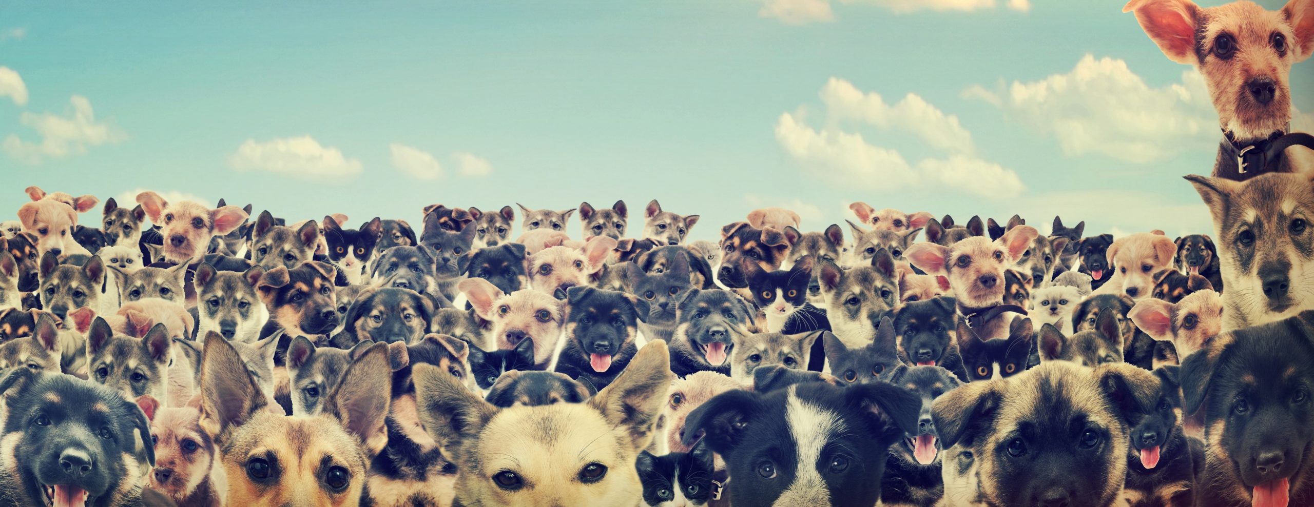 How to Engage dogs with Scent Games