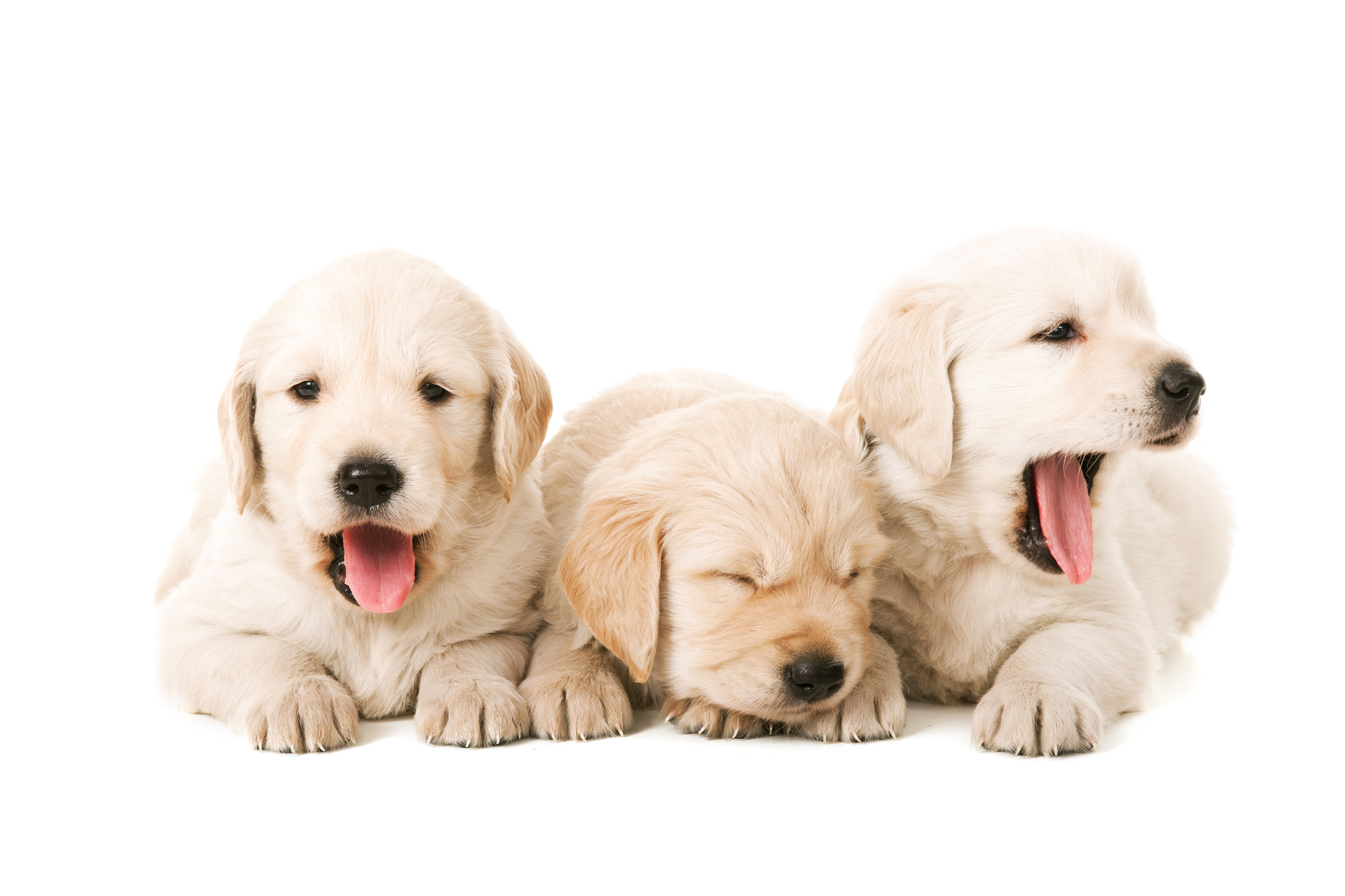 House training a puppy