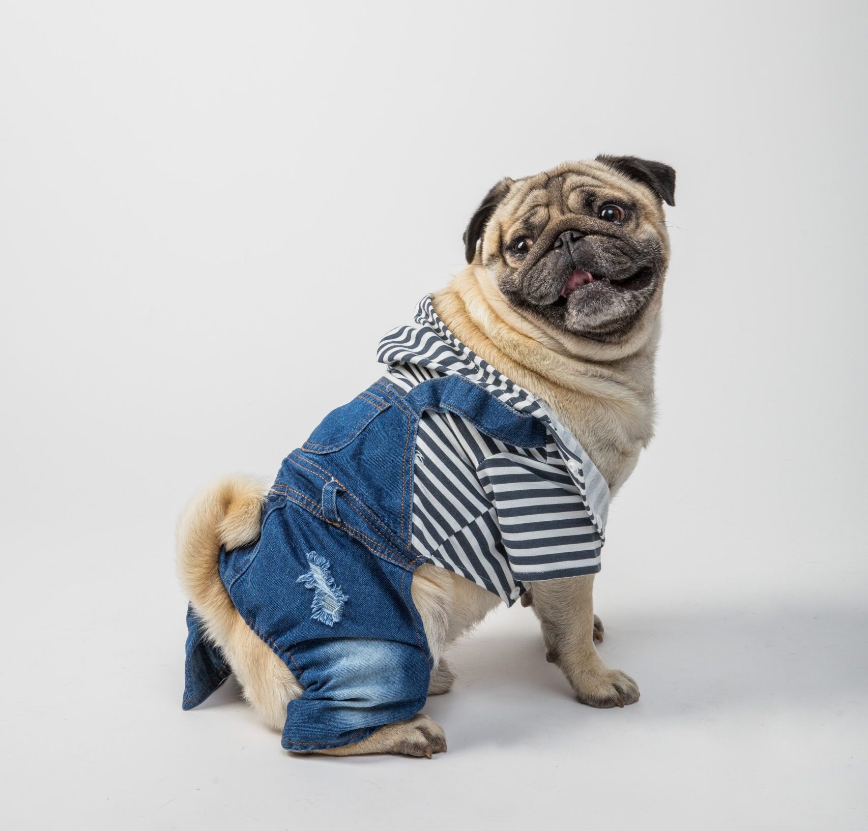 pet obesity is a big problem