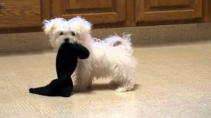 why dogs eat socks
