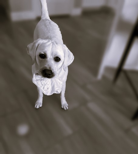 Does your Dog Eat your Socks & Shoes?