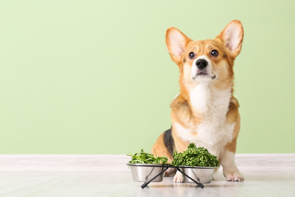 8 Healthy Herbs for Dogs