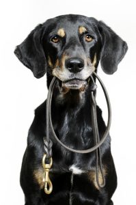 How to start a pet business