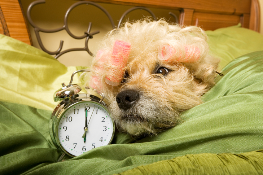 From Passion to Profit: Turning Your Love for Animals into a Successful Business