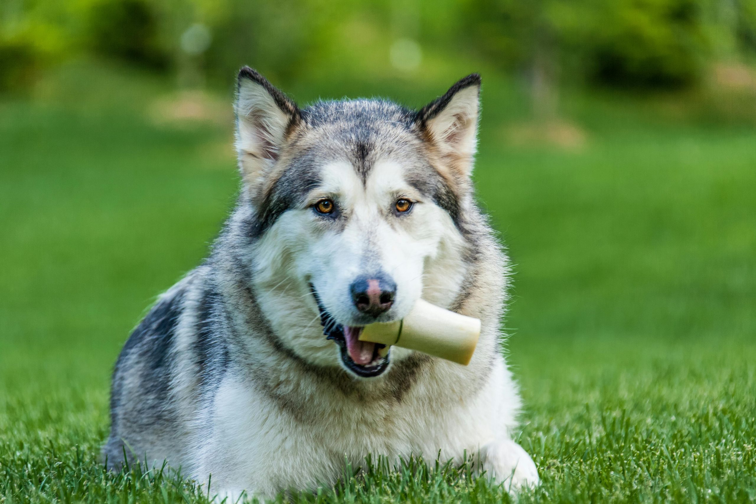 Picking the Right Dog Bone