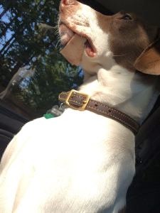 Chew bones are good for a dog's teeth