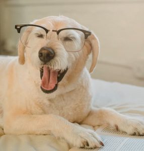 Mental enrichment is critical for dogs