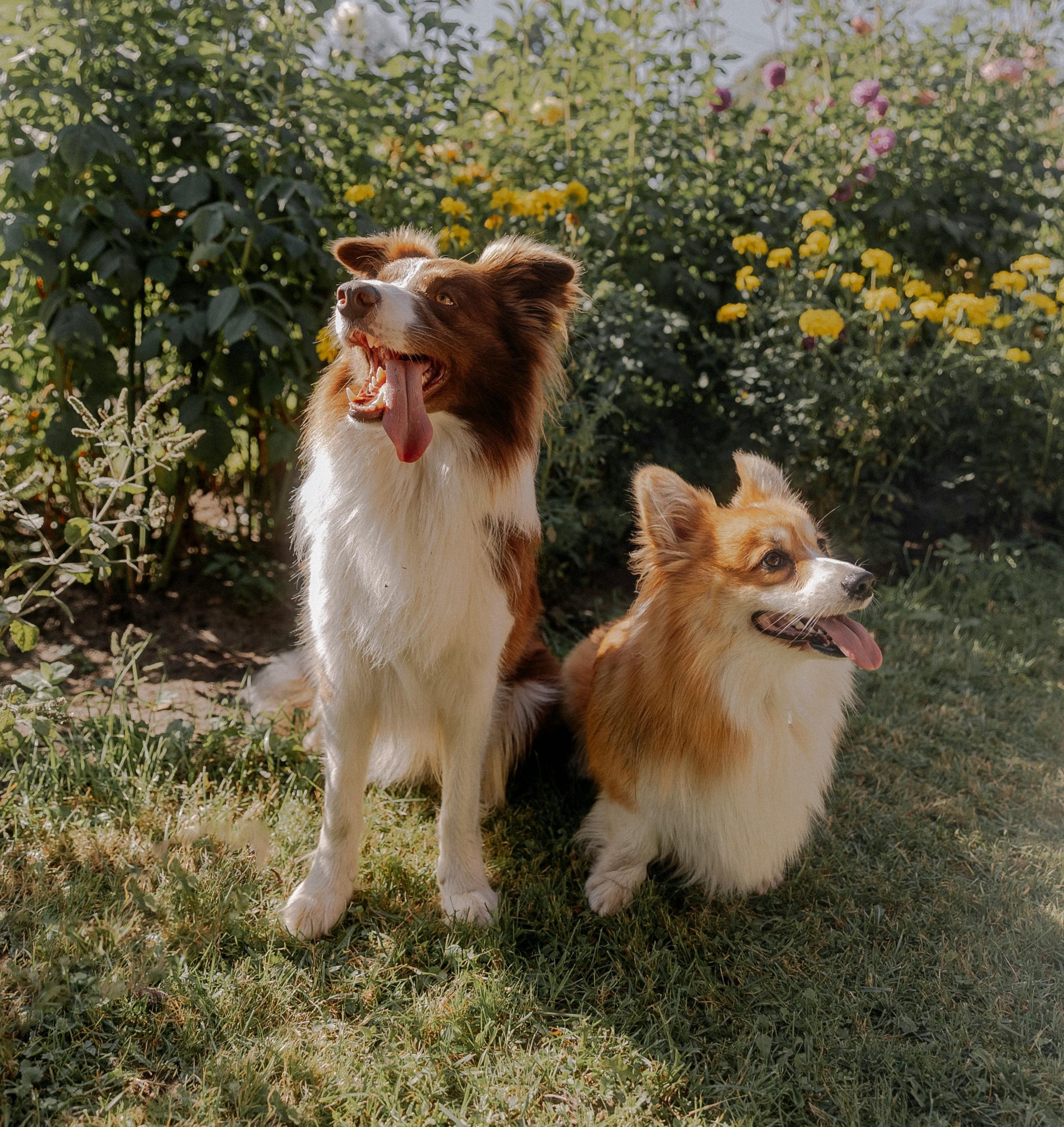 Keeping Your Pets Cool: Essential Tips for the Summer Heat