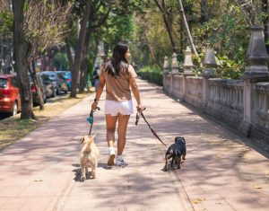 walking dogs safely in the summer in shady spots