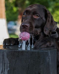 Keep dogs hydrated during summer and 4th of July