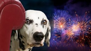 Keeping dogs safe on 4th of July