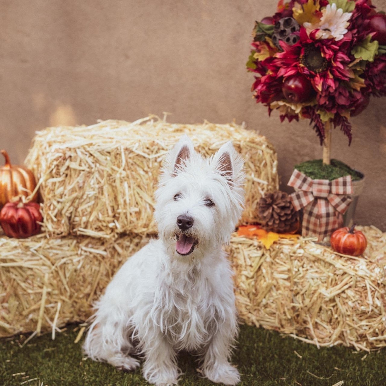 Pet Sitter Tips for Fall Weather Changes