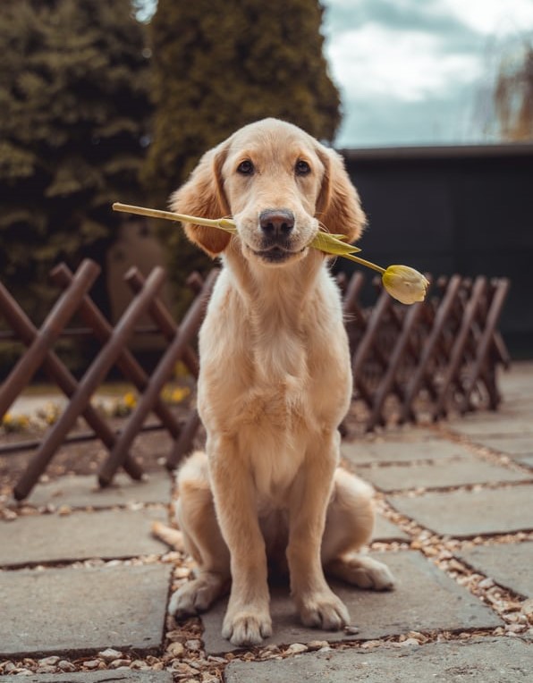 Pet Sitting Reaps Pawsitive Job Benefits